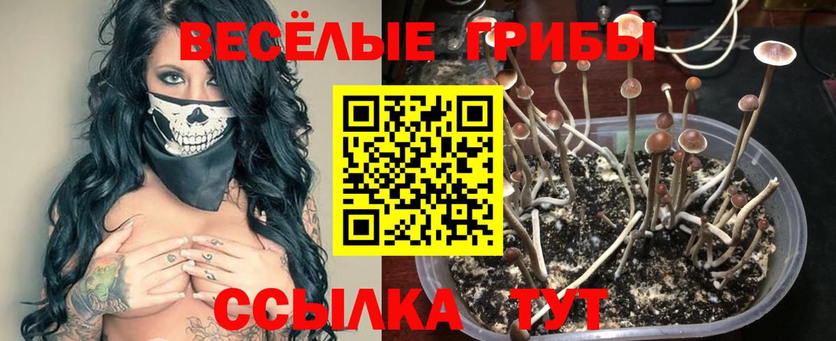 Галлюциногенные грибы Cubensis Чебоксары